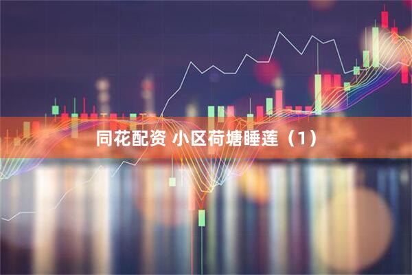 同花配资 小区荷塘睡莲（1）